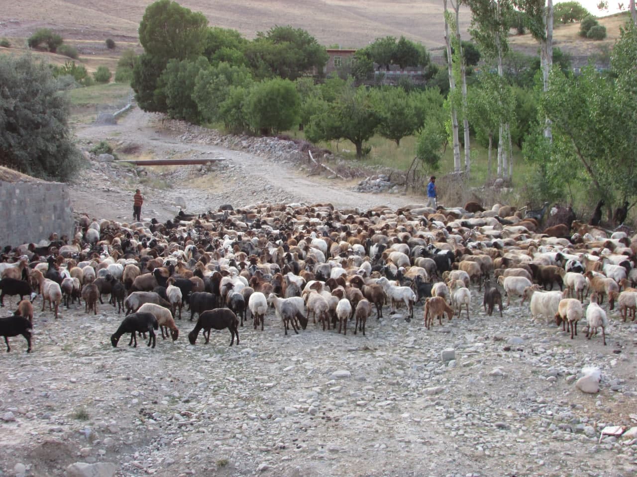 گله گوسفندان موجومبار
